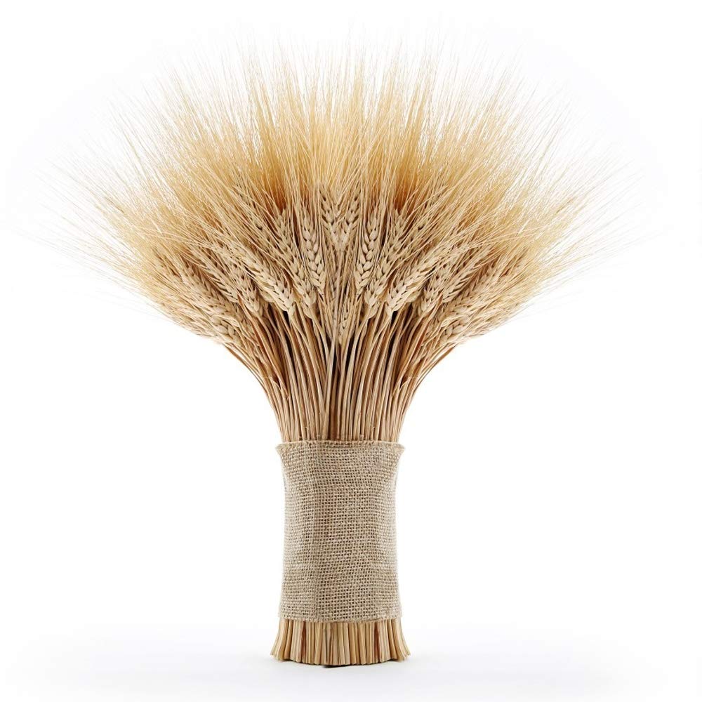 EOSAGA Golden Dried Wheat Sheaves 100 Stems Bundle Premium Autumn Arrangements Full Wholesale DIY Home Table Wedding Xmas