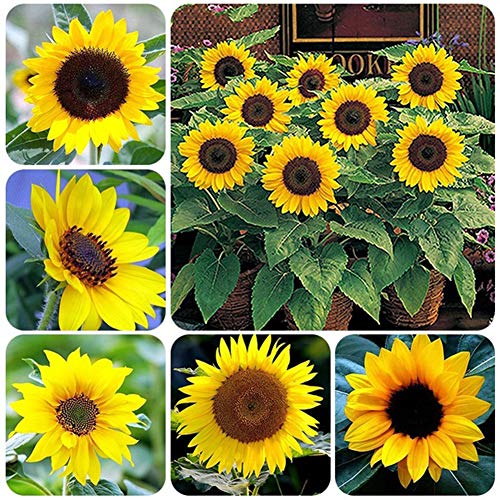 beautijiam 20Pcs Sunflower Seeds for Home/Garden/Outdoor/Yard/Farm Planting