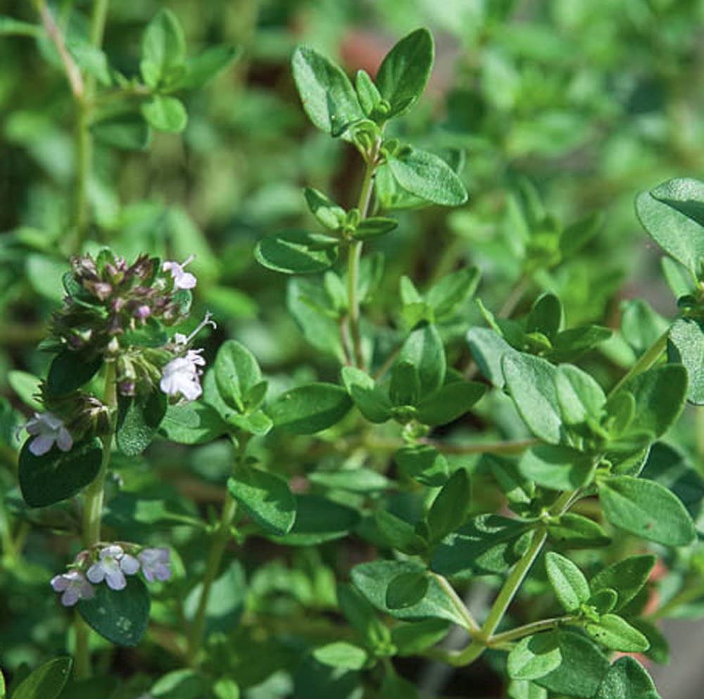 GARDENIFY INDIA THYME HERB SEEDS (50 SEEDS/PACKET) (B094GH2T1N) Amazon Price History, Amazon Price Tracker