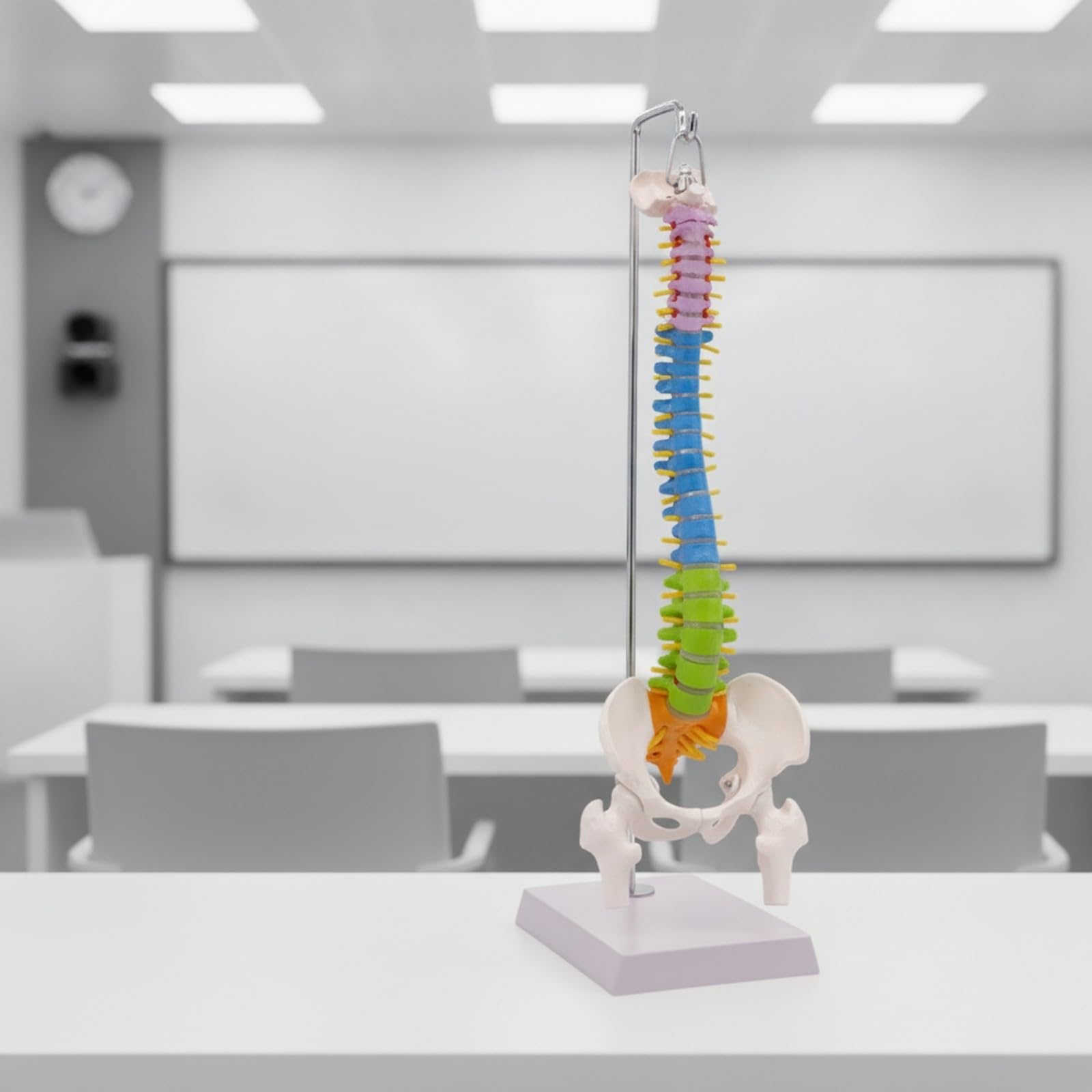 Modello di Colonna Vertebrale Umana | Sezioni Cervicale Toracica Lombare, Modello di Colonna Vertebrale con Base Esposizione, Colorato, per Cliniche, Stile A