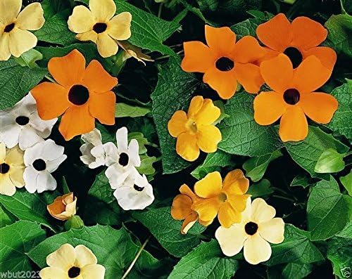 Miniatura 3 de Thunbergia Naranja (vid Susan de ojos negros)