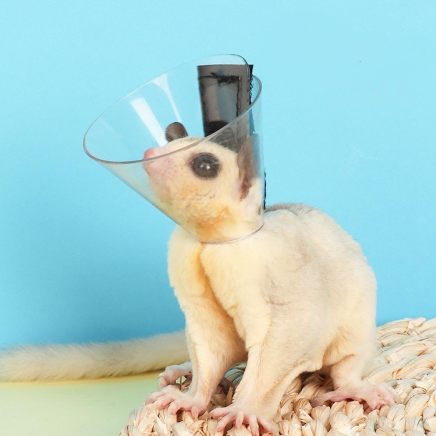 Sugar Glider Genesungskegel – verstellbares Schutzhalsband, weiches Genesungshalsband für Ratten, Vögel, Hamster, Kaninchen, Meerschweinchen nach Operationen, Wundheilung, Elizabeth-Hals-E-Halsband