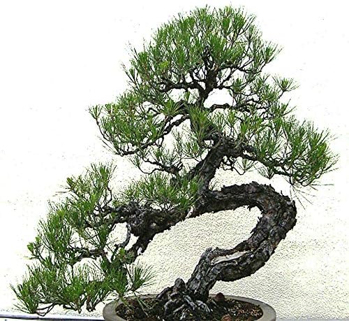 Big Pack Bonsai Tree Seeds - Japanese Black Pine Tree (150 Seeds), Pinus thunbergiana Pine Tree Seeds - Non-GMO Seeds by MySeeds.Co (Big Pack - Japanese Black Pine)