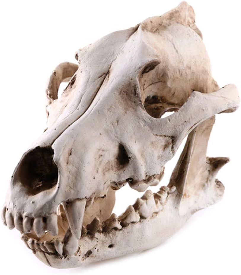 Resin Animal Jackal Coyote Wolf Skeleton Model Teaching Learning Tool Aquarium Decoration Supplies Human Body Teaching Model