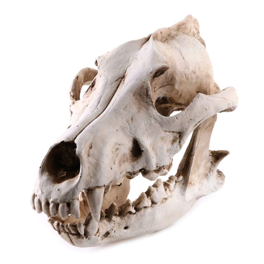 Resin Animal Jackal Coyote Wolf Skeleton Model Teaching Learning Tool Aquarium Decoration Supplies Human Body Teaching Model