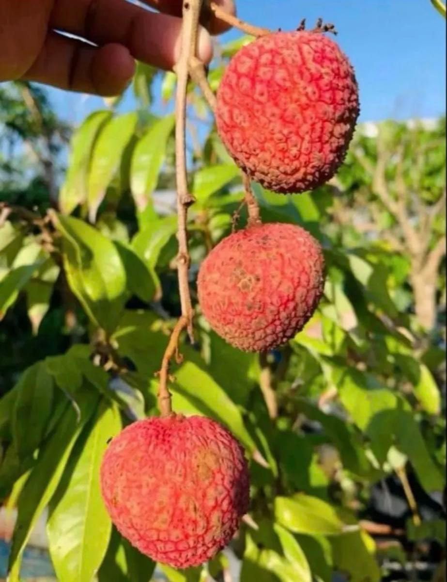 ライチ取木苗木(大) レイシ 台湾玉荷苞 改良種セスの笑顔