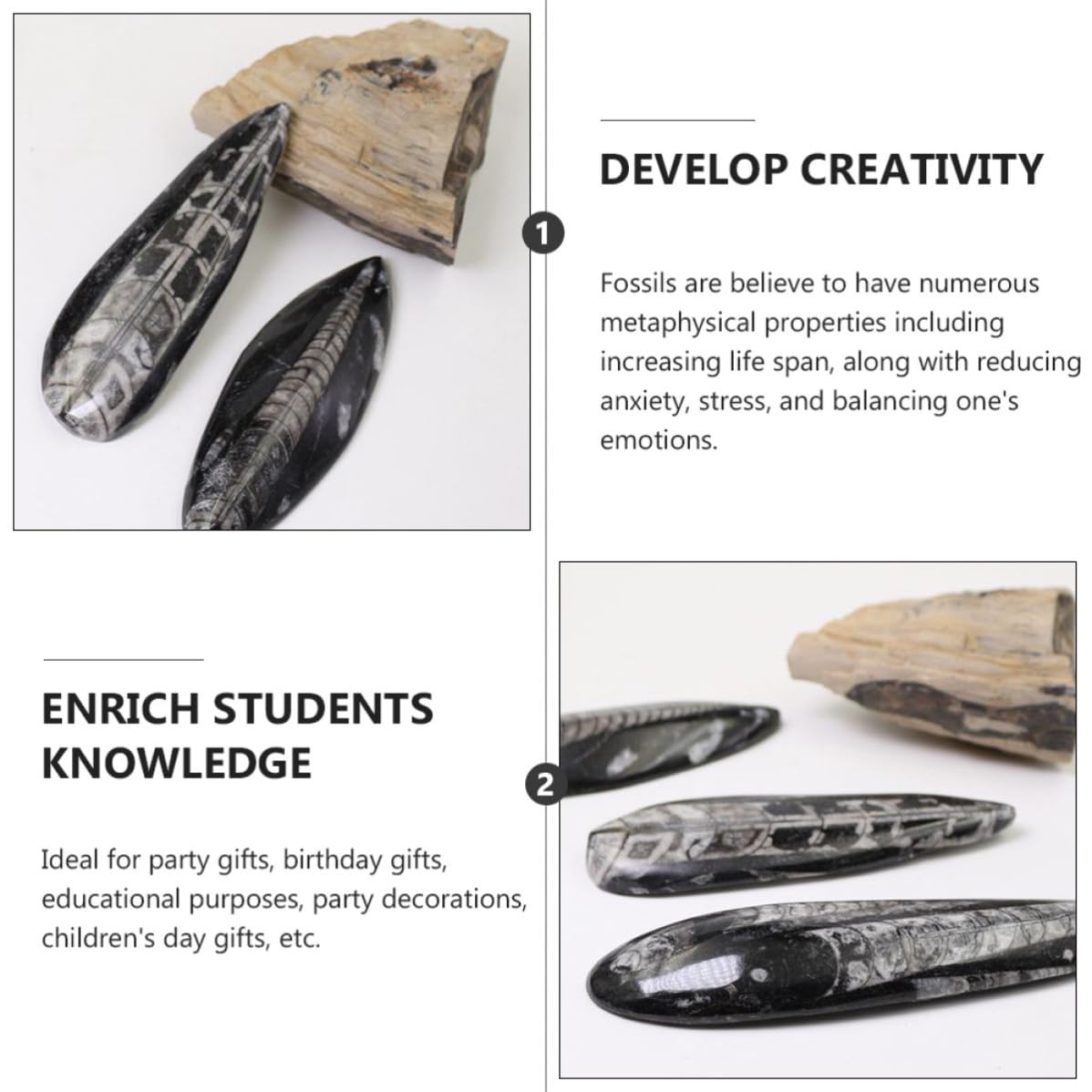 Campione Fossile Orthoceras Autentico in Minerale Nero per Scopi Educativi Decorazione per Laboratorio di Scienze e Arricchimento Didattico