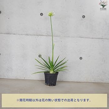③*:ஐラベンダーブルーと白の2色咲き*:ஐアガパンサス・苗【エニグマ