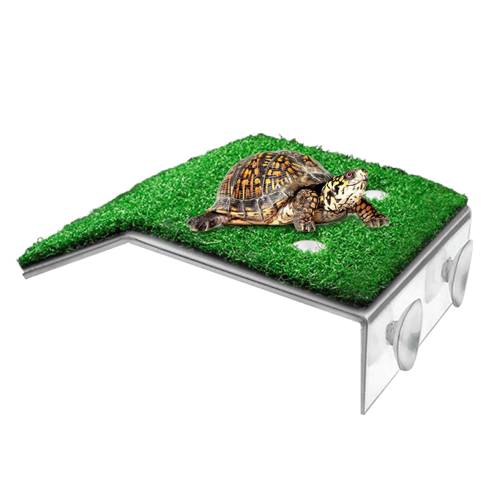 Amazon | タートルドック、タートルバスキングドック 大 - カメの