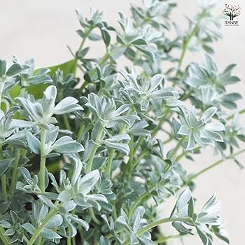 Amazon.co.jp: ITANSE ロータス クレティクス 2.5号 1個