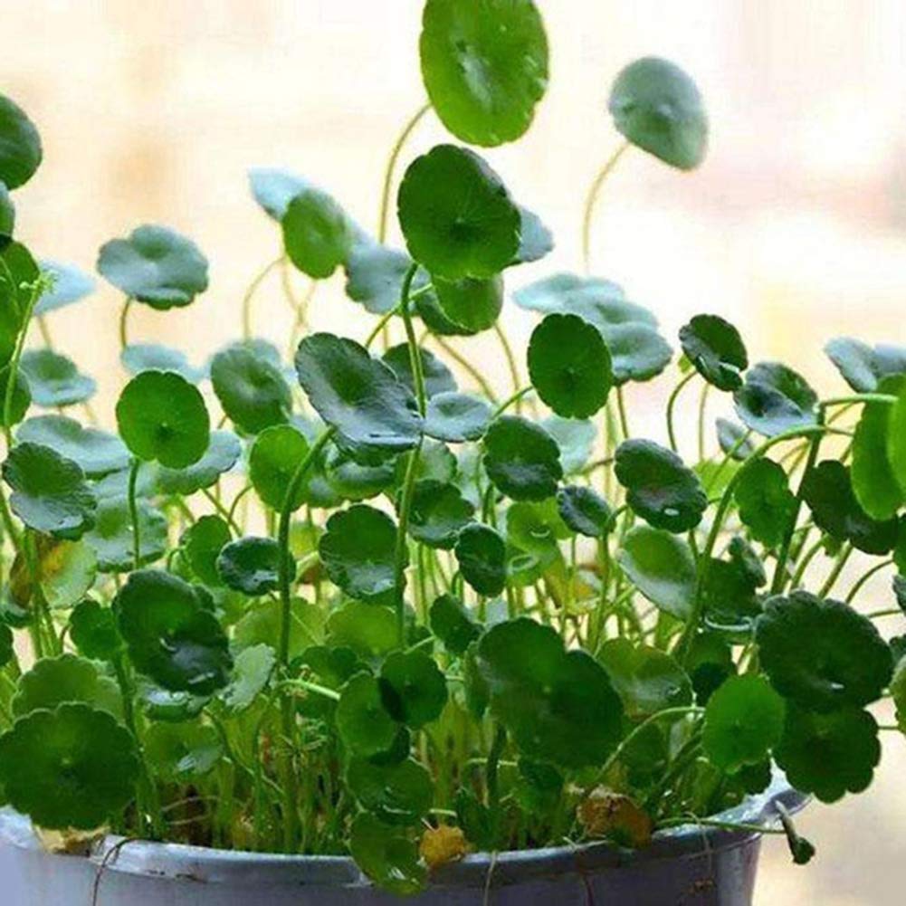 50 Pcs Dichondra Pistia Graines Jardin Étang Plantes Piscine Aquarium Réservoir Décoration Graines de Pistia