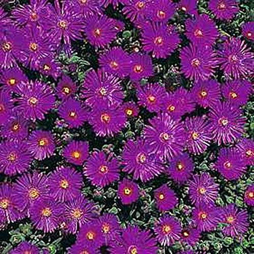 Delosperma Ice Plant Starburst 25 Perennial Seeds Pase Perennial Seeds