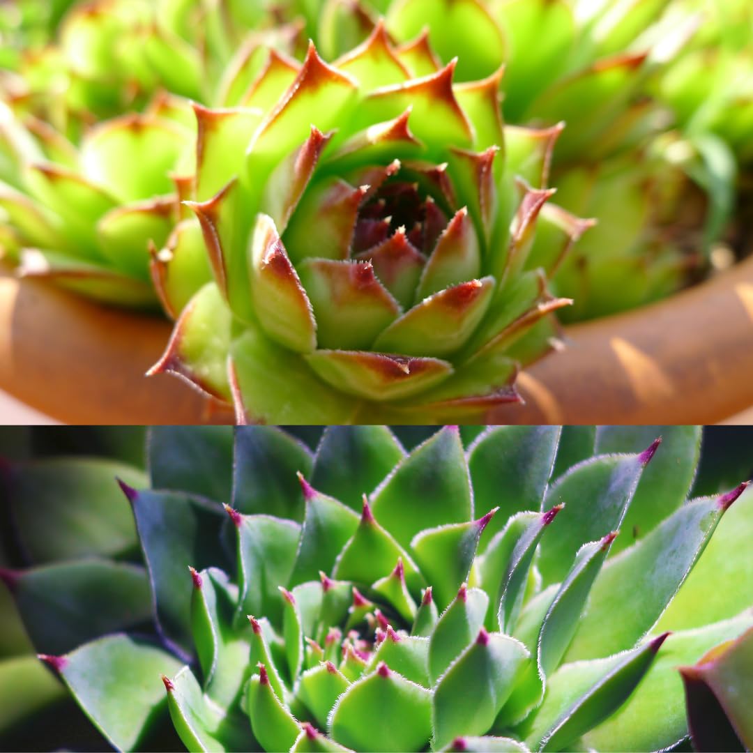 IFLO® Sempervivum Sukkulenten Set – Winterharte pflegeleichte Hauswurz für Garten & Zimmer, vielseitig, frostfest, im Topf vorgezogen, 60 Pflanzen Mischung