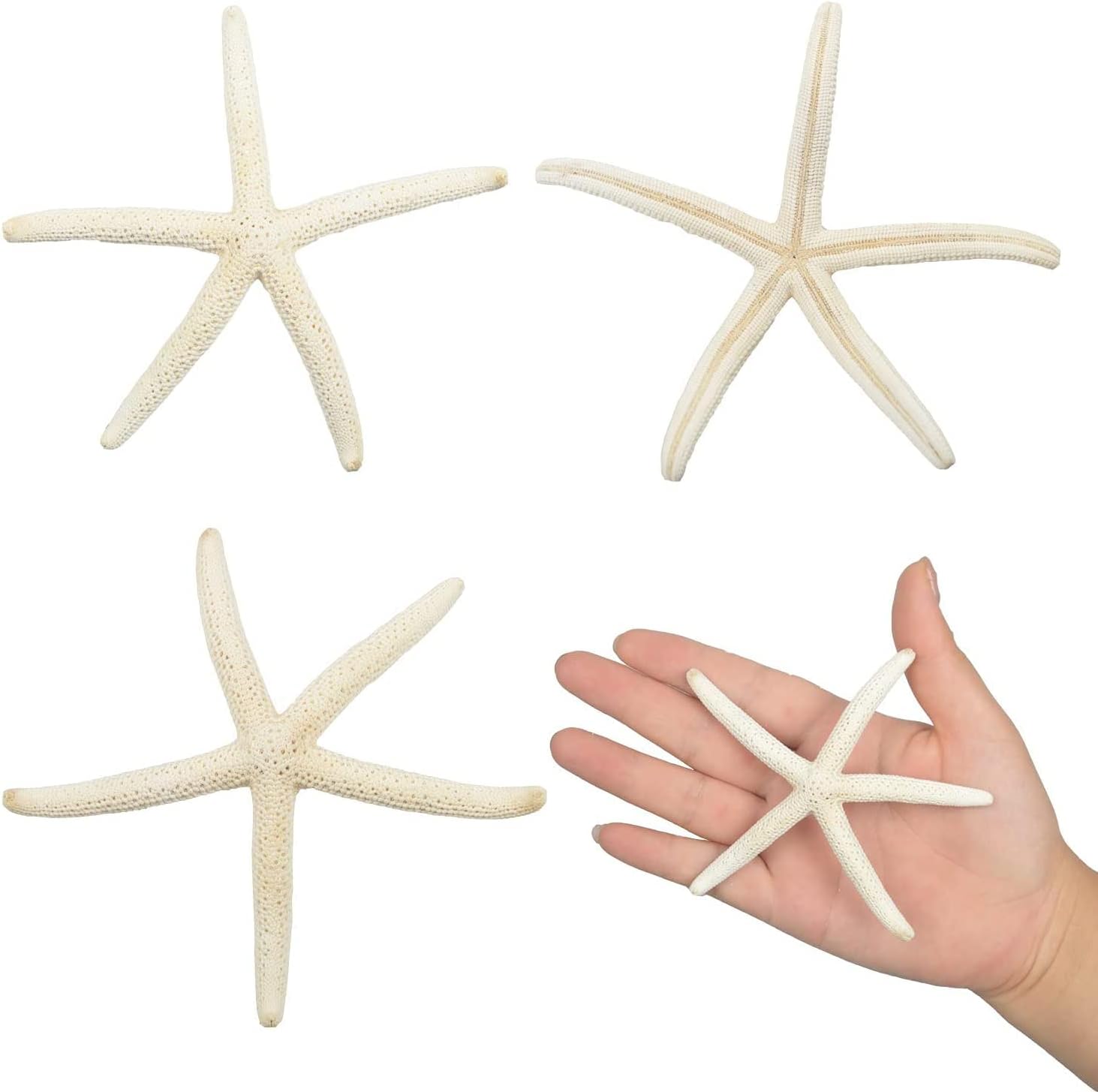 Jangostor 12 PCS Starfish 4-5 Inch Ocean Beach Starfish Natural Colorful Seashells Starfish Perfect for Wedding Decor Beach Theme Party, Home Decorations,DIY Crafts, Fish Tank