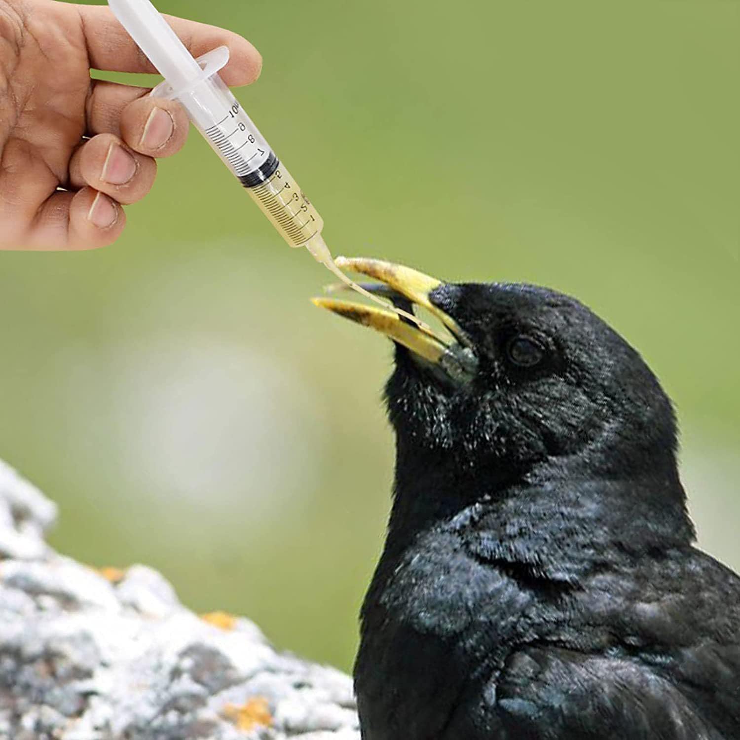 Alimentatore Pappagalli,10 ml Siringhe per L'alimentazione degli Uccellini con 10 Tubi,Strumento per L'alimentazione Manuale di Pappagalli,Piccioni,Passeri e Piccoli Animali,Mangiatoia