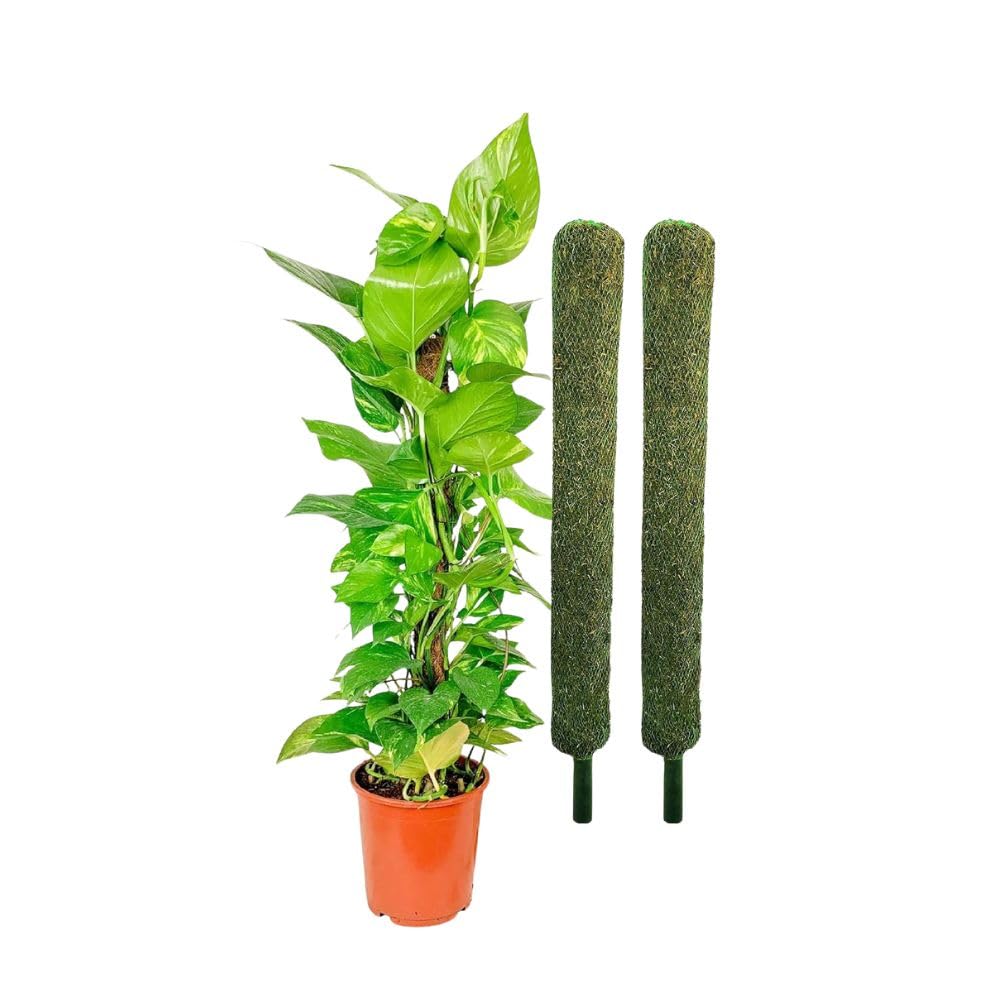 Nayra Plant Support Moss Stick(3 Ft Pack of 2)- Green Grass Pole for Plants Support, Support Stick for Money Plant, Climbing Indoor Plants