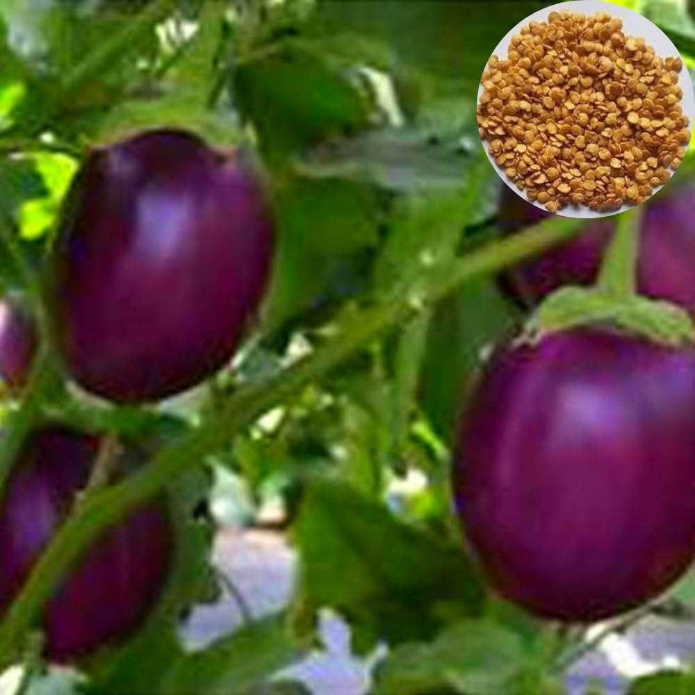 Bhajanlal Greenery Organic Desi Round Brinjal Plant Seeds - (35 Seeds) (B084HFHXBS) Amazon Price History, Amazon Price Tracker