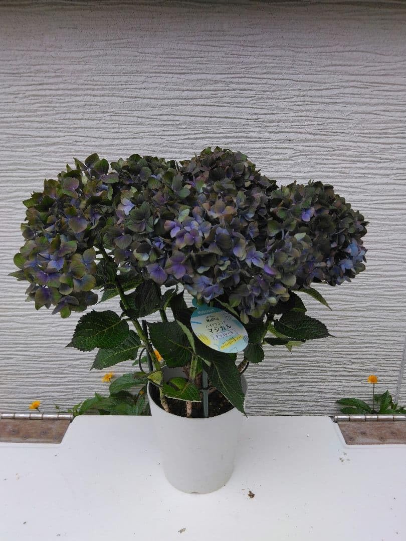 Amazon｜紫陽花苗 マジカルチョコレート あじさい 苗｜観葉植物