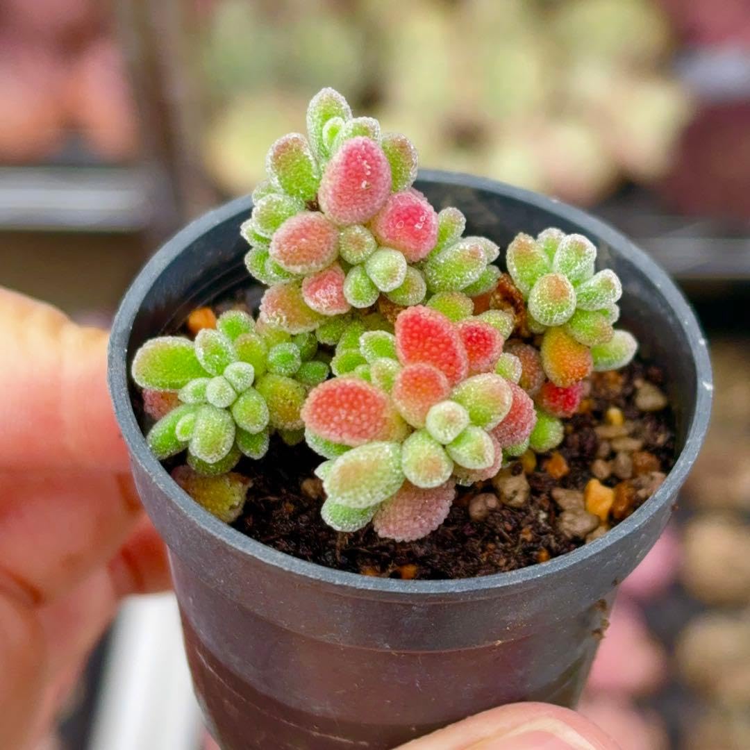 Amazon.co.jp: 氷晶 ドロサンテマム 抜き苗 5cm鉢 多肉植物 : DIY