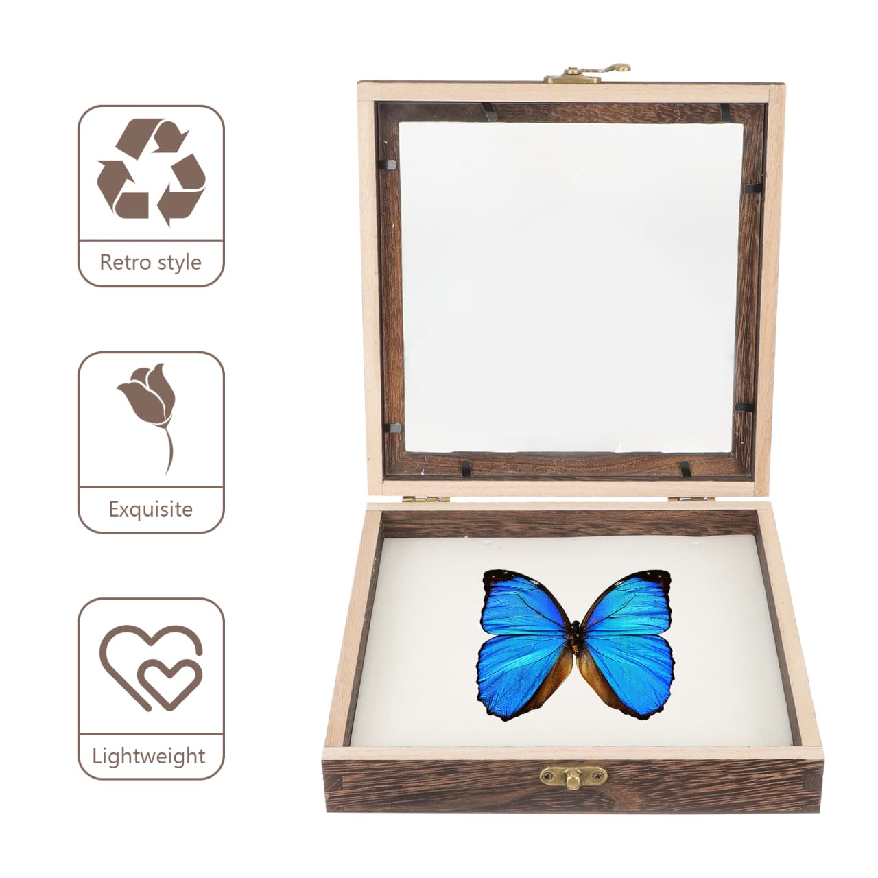 Homoyoyo Scatola Entomologia In Legno Con Coperchio Trasparente – Custodia Per Esposizione Di Insetti E Farfalle, Chiusura Sicura, Dimensioni 10x10x4,8 Cm