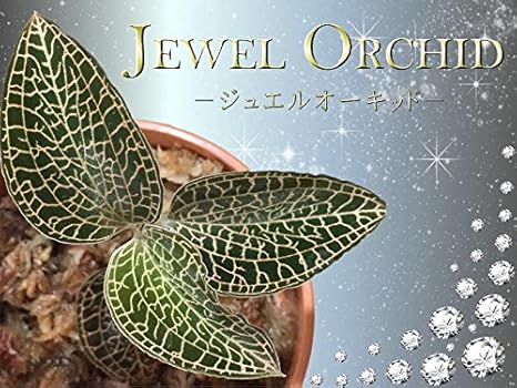 Amazon ジュエルオーキッド アネクトキルス ロクスバーギー Anoectchilus Roxburghii 蘭 観葉植物 6cmポット 観葉植物 オンライン通販