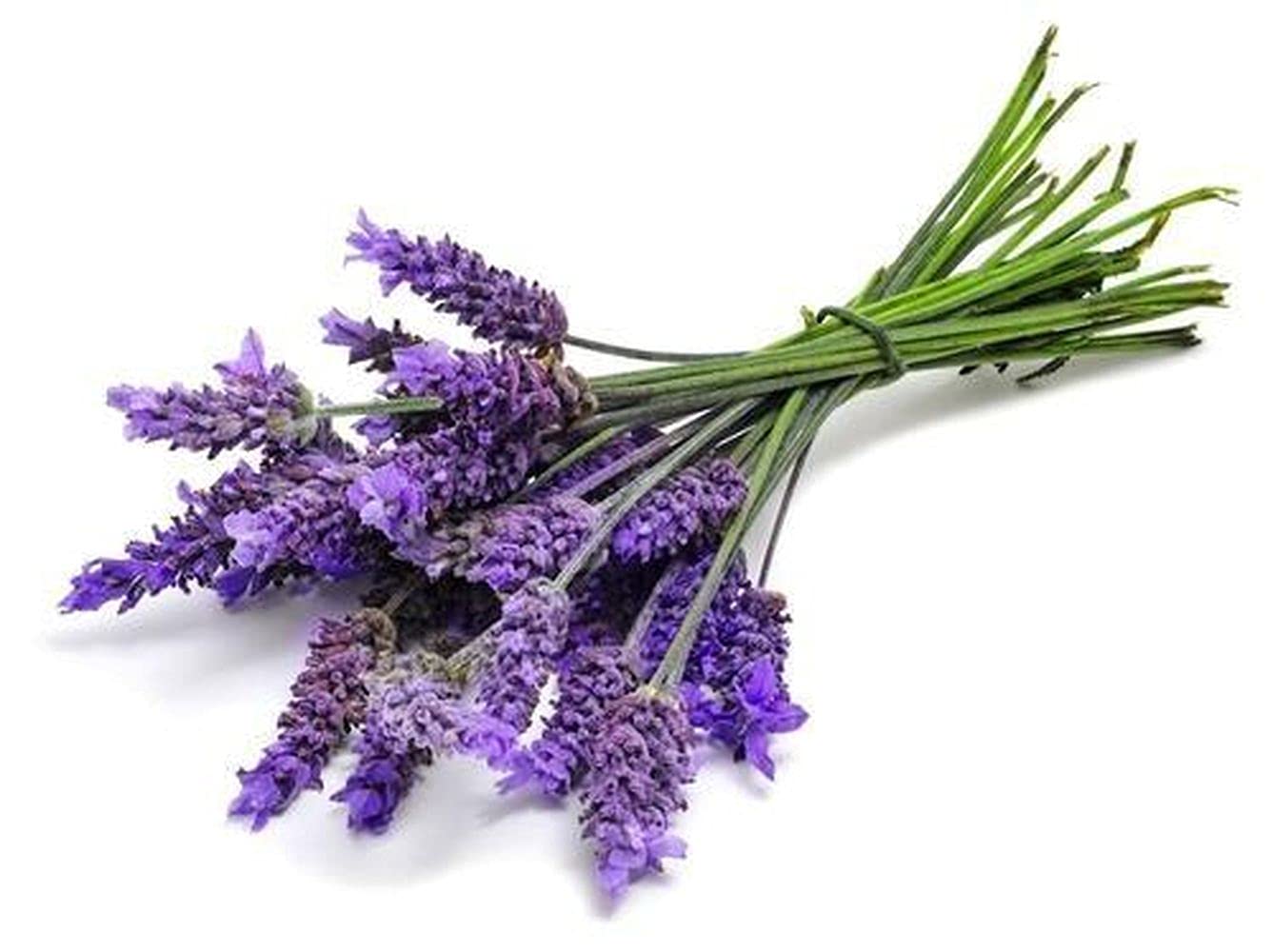 PLANTOGALLERY Herb Seeds Lavender Organic For Gardening/Improved quality (1 pkt 50-70 seeds) (B09B2NH182) Amazon Price History, Amazon Price Tracker