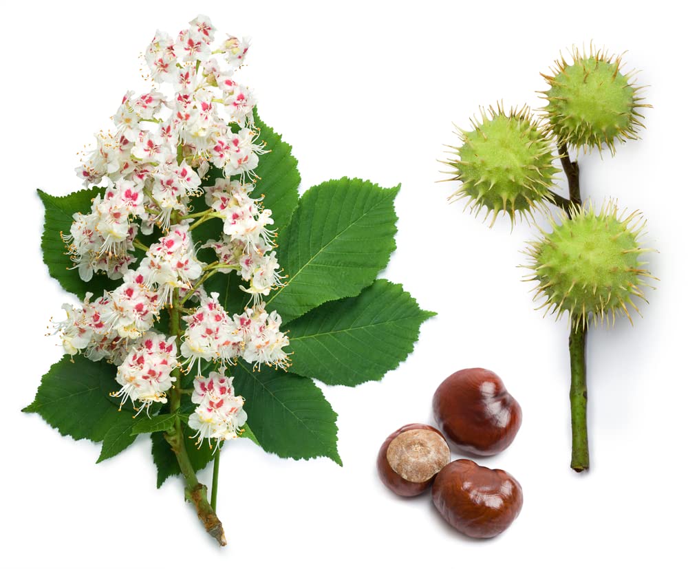 Amazon.com : 2 Horse Chestnut Seeds for Planting - Amazing and Exotic Fruit  Tree : Patio, Lawn & Garden