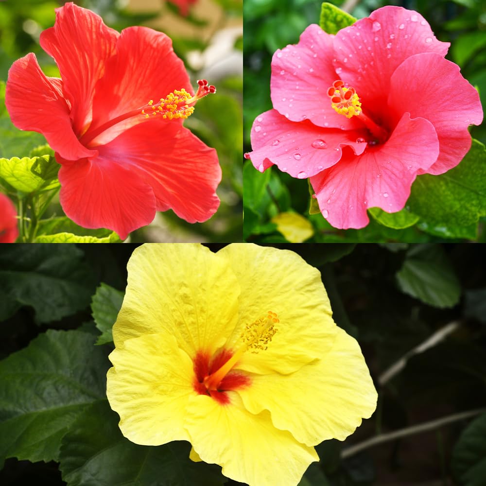 ハイビスカス様のお部屋 ハイビスカス様のお部屋 ハイビスカス – プランチュ