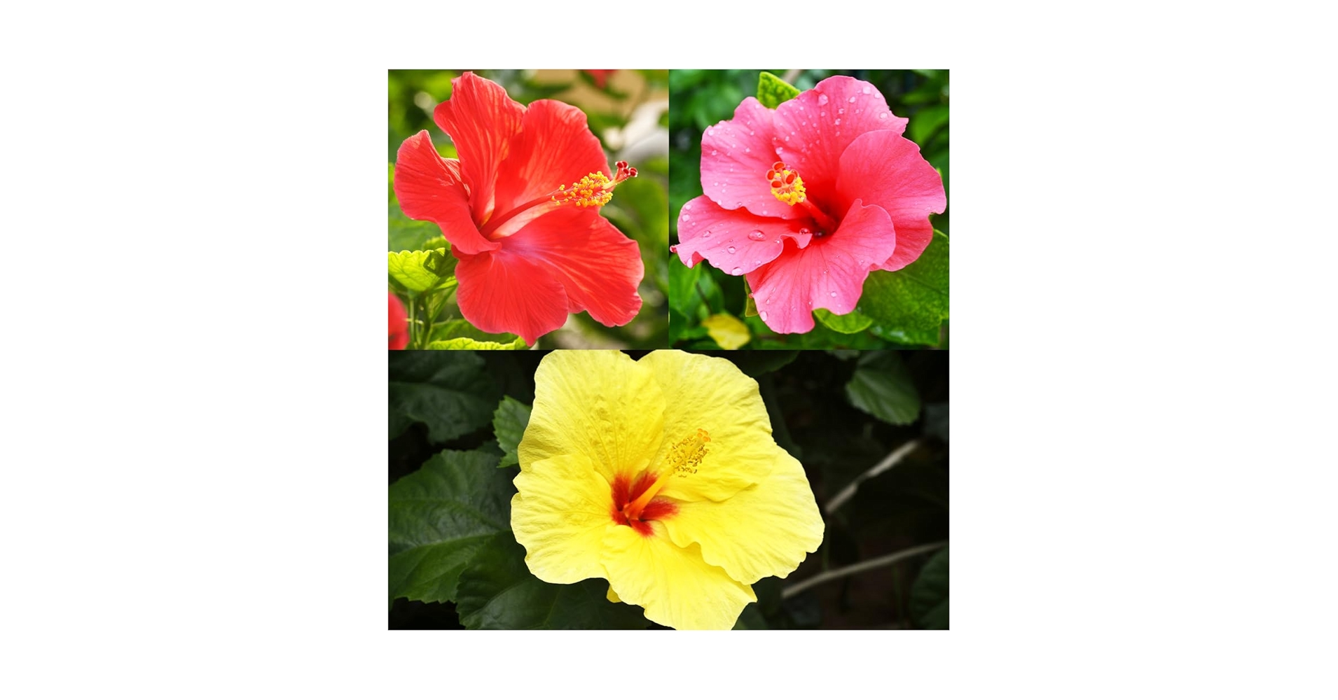 Amazon.co.jp: 北欧生まれのインドア・ハイビスカス サニー