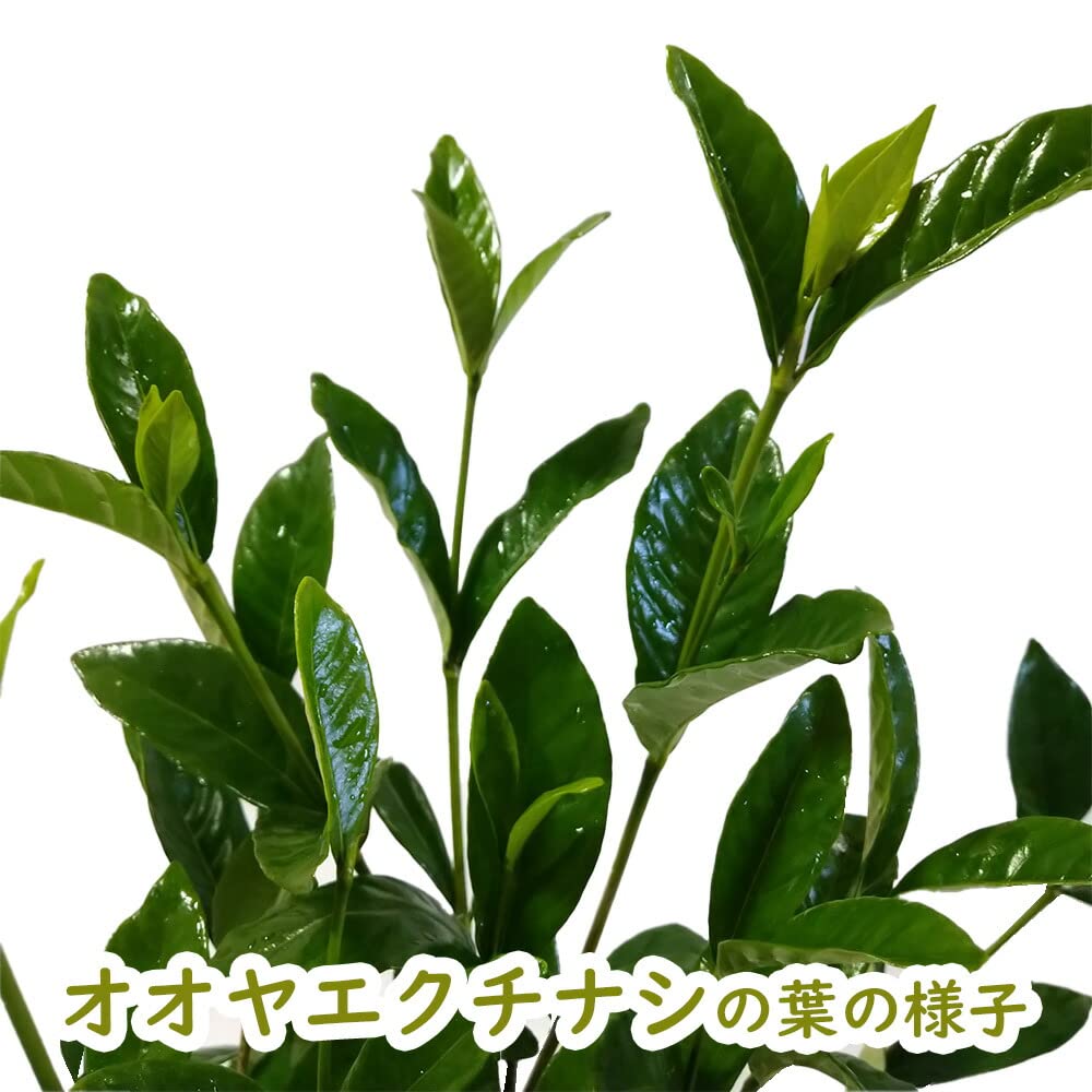 Amazon.co.jp: クチナシ 苗 苗木【 選べる 】 【4．オオヤエクチナシ