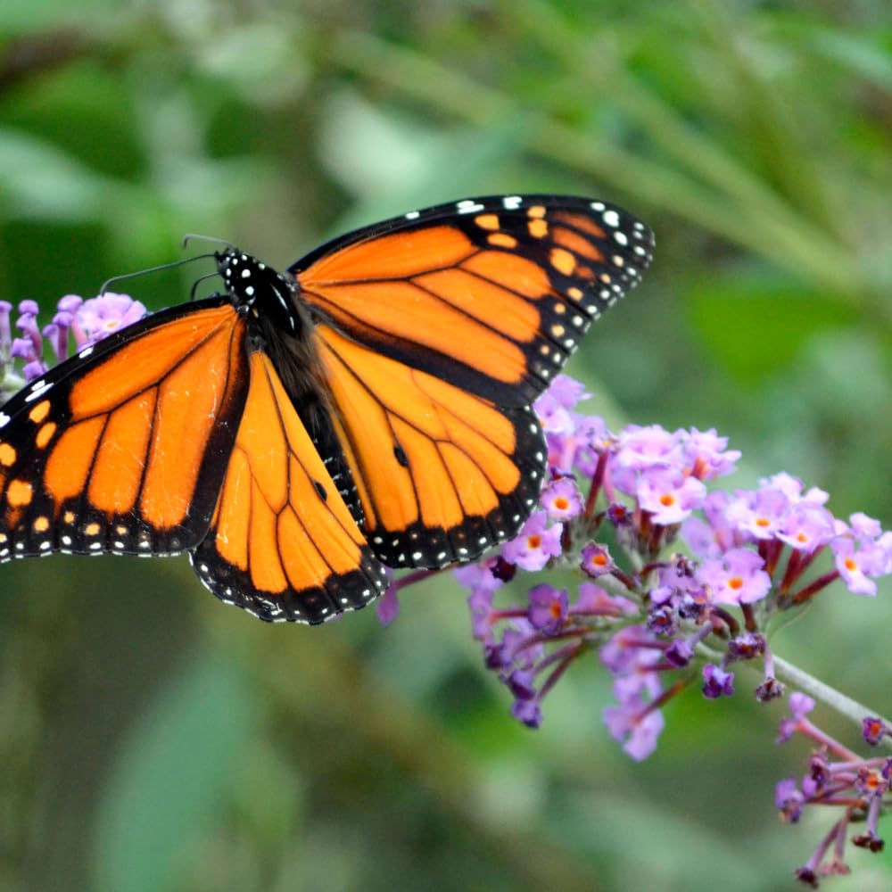 TriStar Plants Pink Butterfly Bush