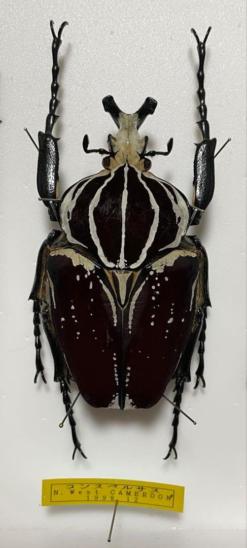 蝶の標本 ジャングルを舞うブルーの世界(特珍) F <1005z昆虫・標本・蝶