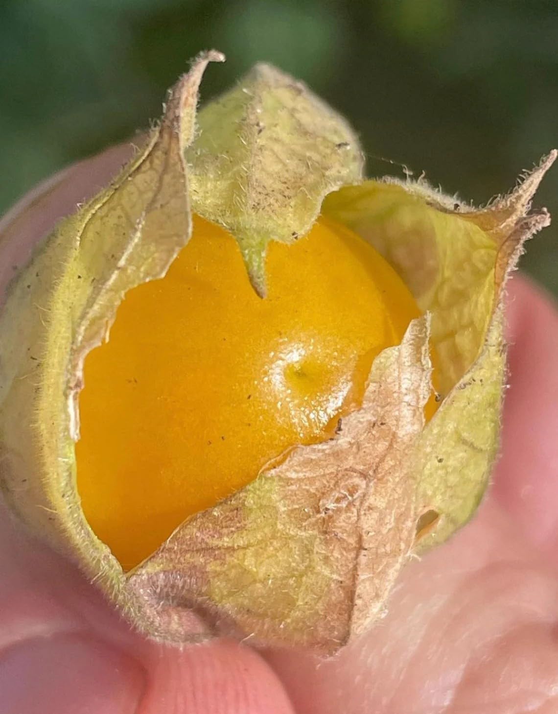 Willvine Goldenberry cherry Cape gooseberry-CIAR-22B-picture-29