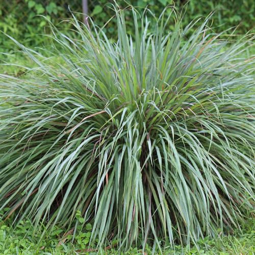Aceite Esencial de Lemongrass 18ml Aromatics International miniatura 2