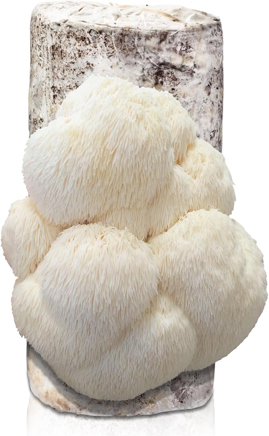 inbloom Large 4lbs Organic Lion's Mane Mushroom Growing Kit, Edible Double-Side Non-GMO Mushroom Kit, Grow Mushroom at Home, Indoor Gardening Birthday Gift