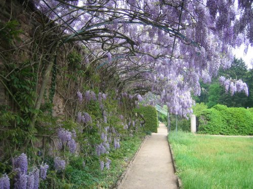 Glycine Sinensis (Bleu) Chinois 2 Grandes Semences - Lot de 2