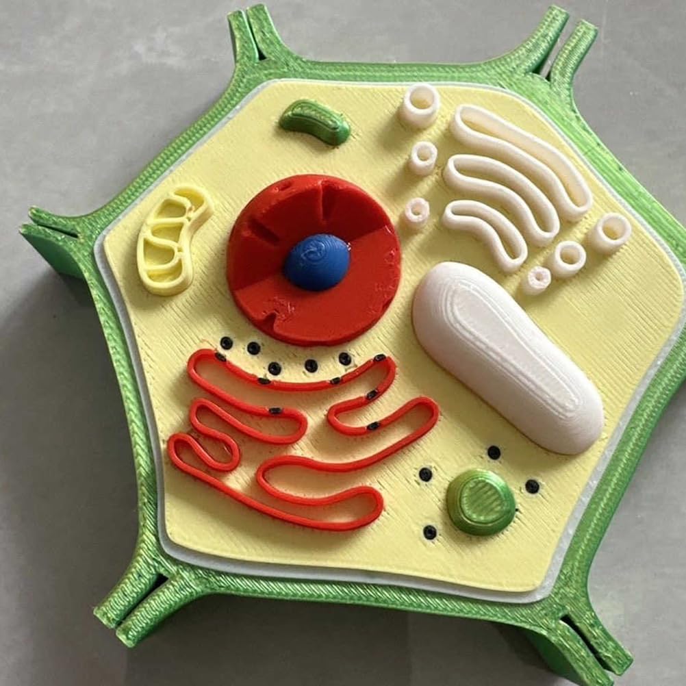 Modello Anatomico della Struttura delle Cellule Vegetali Modello Didattico di Biologia per Laboratorio e Scopi di Ricerca