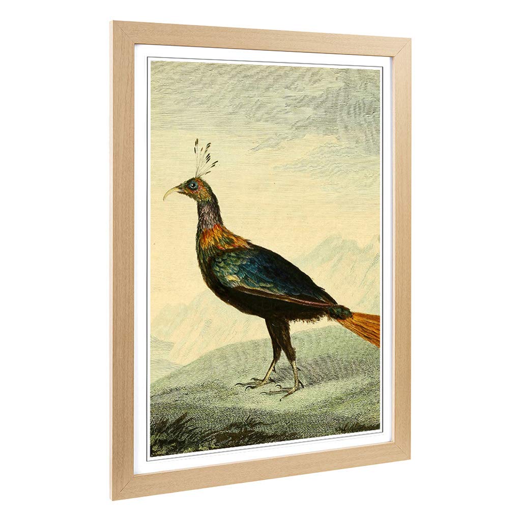 Big Box Art Framed Print of Vintage Charles R Ryley Impeyan Pheasant Design | Wall Art Picture | Home Decor for Kitchen, Living Room, Bedroom, Hallway, Oak, A2 / 24.5x18 Inch / 62x45cm