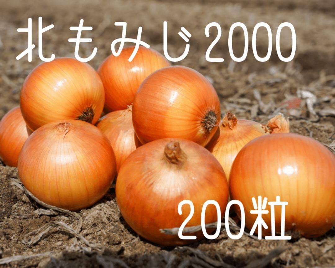 北海道産　玉ねぎ　苗　北もみじ2000　3000本 Amazon.co.jp: 北もみじ2000 タマネギ種子 200粒 : DIY・工具・ガーデン
