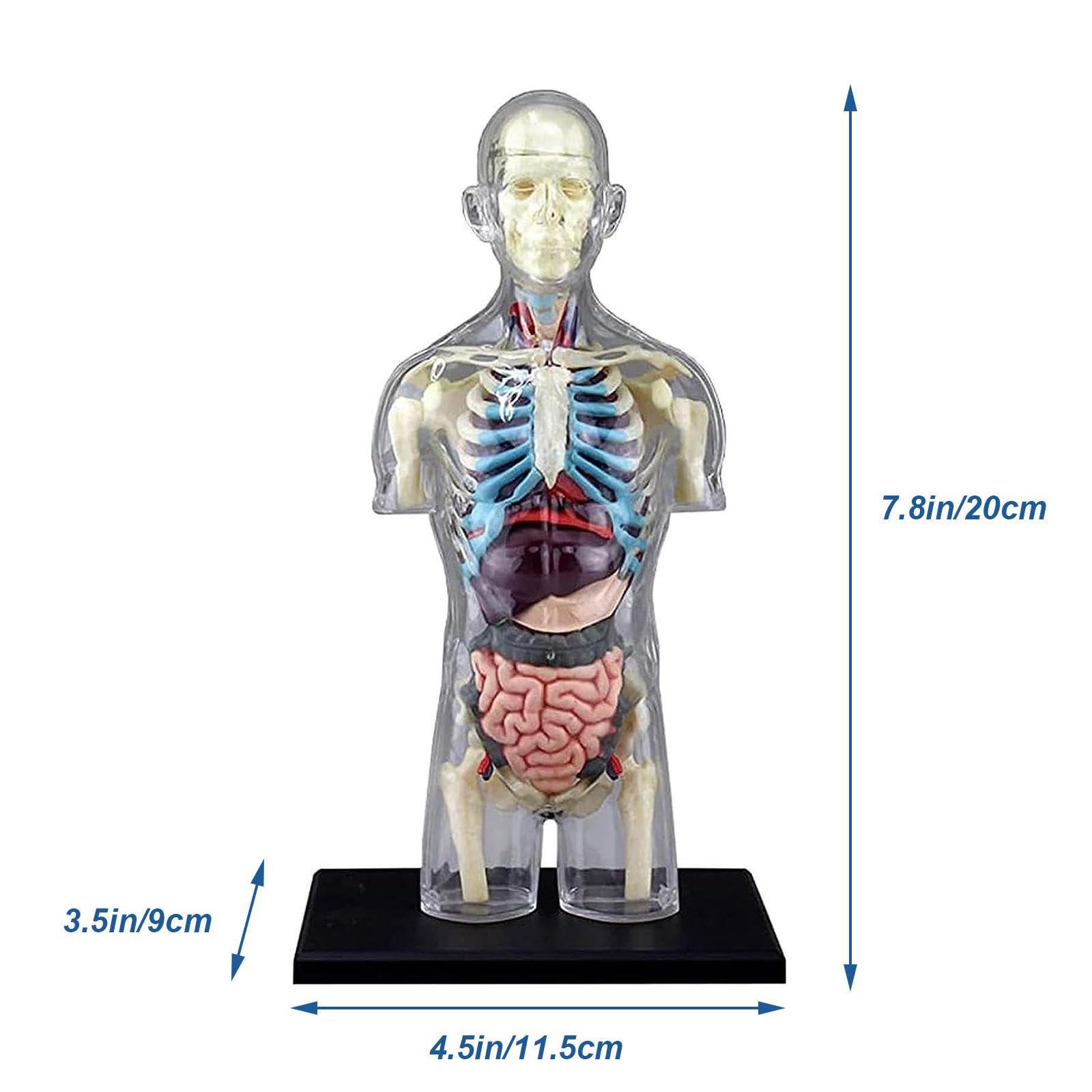 Amazon.co.jp: 4D 透明人体解剖学胴体モデルキット、1:6 人間の