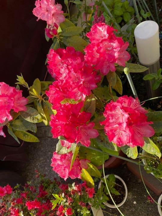 西洋シャクナゲ　石楠花 9号鉢　蕾付き　5年生 西洋シャクナゲ 石楠花 9号鉢 蕾 5年生西洋シャクナゲ 石楠花 9号鉢 蕾