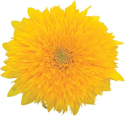 Burpee Teddy Bear Semillas de girasol 150 semillas