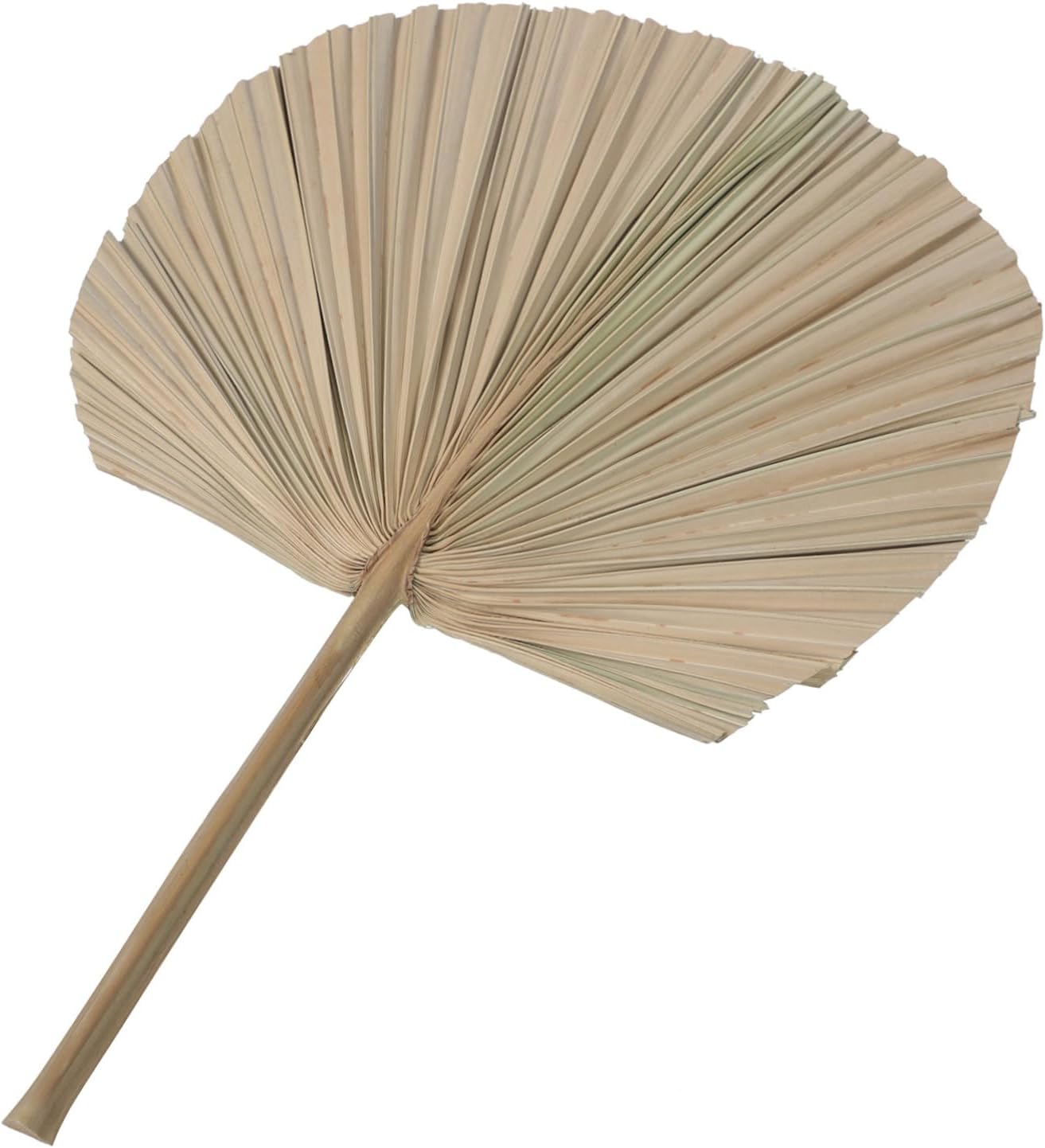 Veemoon 2pcs Dried Palm Leaf Decor Natural for Weddings Home Parties and Art Displays for Flower Arrangements and Window Decor Easy to Care