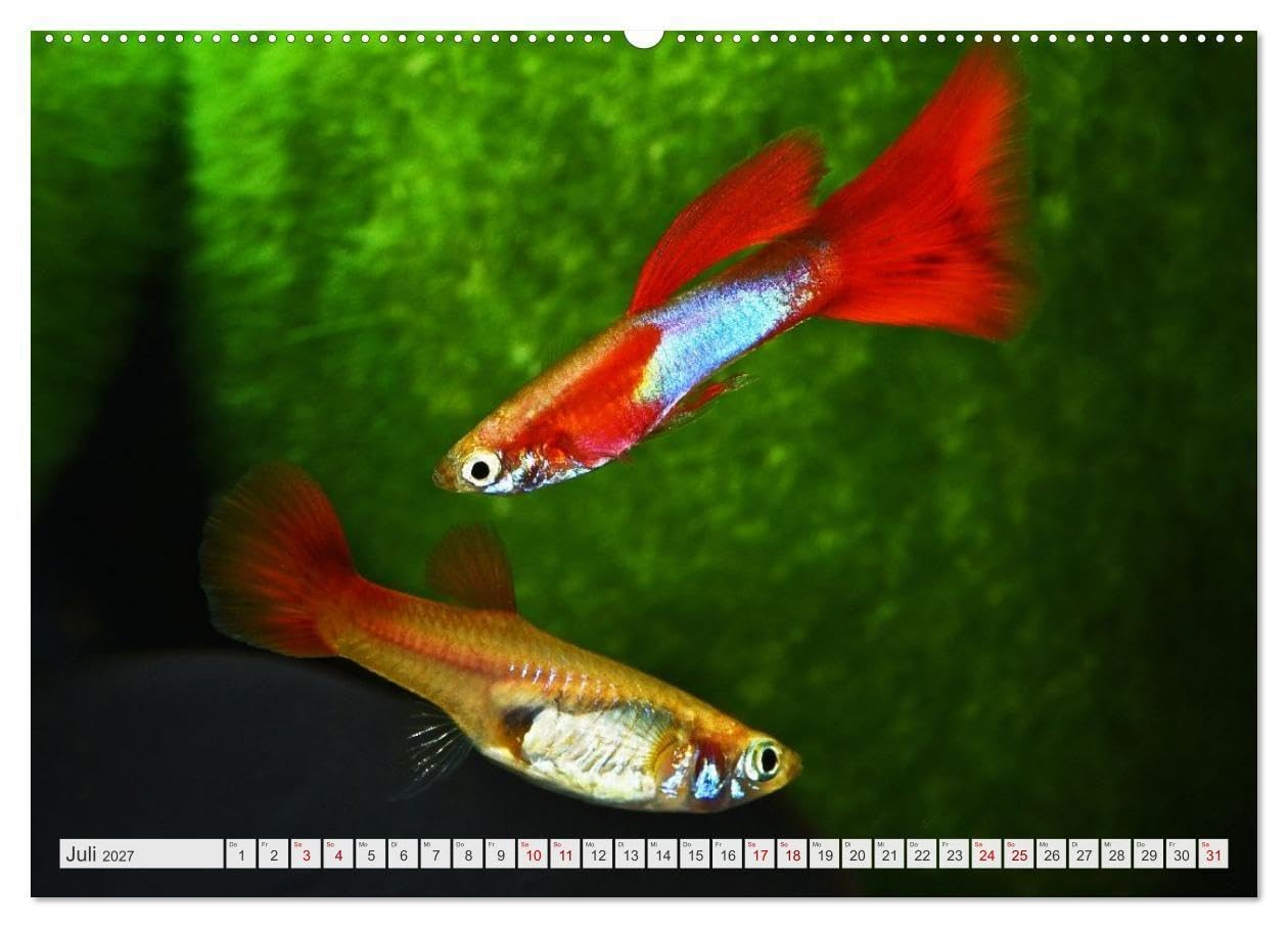 Beliebte Fische der Welt (hochwertiger Premium Wandkalender 2027 DIN A2 quer), Kunstdruck in Hochglanz: Aquaristik - Farbenprächtige Süßwasserfische (CALVENDO Hobbys)