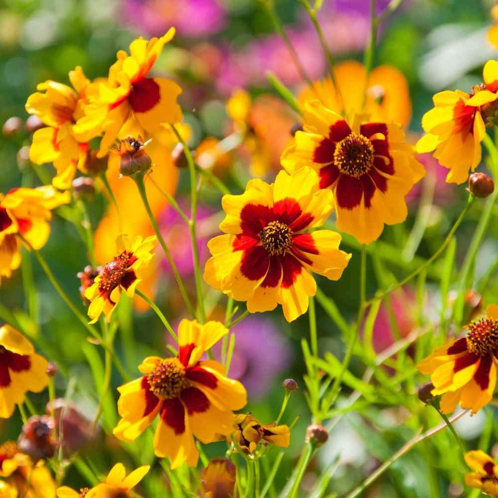 Palm Beach Medicinal Herbs - Plains Coreopsis (Coreopsis tinctoria) - Packet of 100 Seeds