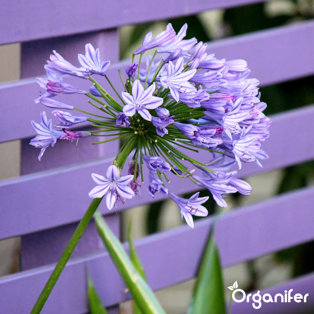 Agapanthus Płynny Nawóz - 3x1L - NPK 2-1-8 | Nawóz Płynny Do Obfitych Kwiatów I Zdrowych Liści - Wzmacnia Korzenie I Odporność - Organifer