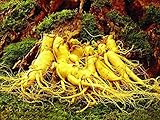 12 Seeds Stratified Chinese hardy Panax Ginseng Korea Ginseng Seeds,Herbal Seeds,Grow your own Ginseng Roots