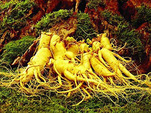 12 Seeds Stratified Chinese hardy Panax Ginseng Korea Ginseng Seeds,Herbal Seeds,Grow your own Ginseng Roots 12 Seeds Stratified Chinese hardy Panax Ginseng Korea Ginseng Seeds,Herbal Seeds,Grow your own Ginseng Roots