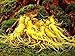 12 Seeds Stratified Chinese hardy Panax Ginseng Korea Ginseng Seeds,Herbal Seeds,Grow your own Ginseng Roots