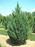 Blue Point Juniper Starter Plants, 7-8 Inch Height, Evergreen Shrub with Dense Blue-Green Foliage, Broad Pyramid Form, Set of 10